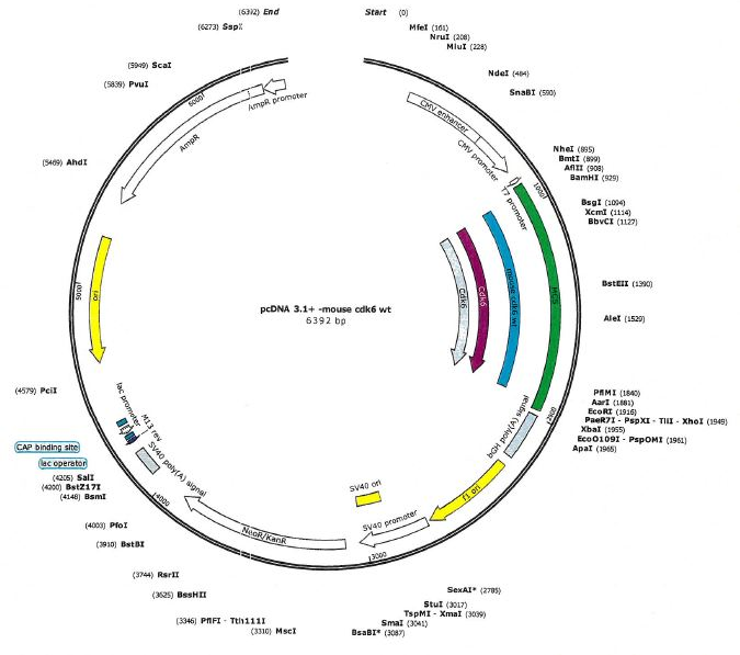 pcDNA3.1-mouse cdk6 wt质粒图谱
